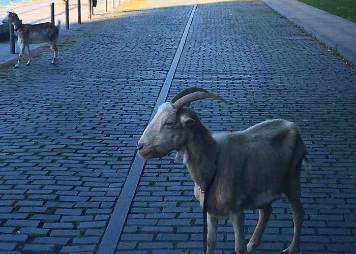 De Peregrinos La Bilbaina * Santoña